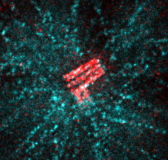 A centriole and its procentriole in human RPE1 cells, both marked in red, seen by expansion microscopy. The physical enlargement of the sample is what makes the pair separable by light; the nine-fold symmetry the copy draws is below this resolution and is not visible here.