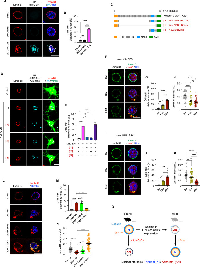 Panel A, row "3M Control": Lamin B1 (red) at the nuclear rim, HA (cyan, LINC-DN reporter, not expressed in this row) and Hoechst (blue) in mouse cortical neurons, showing normal nuclear lamina morphology. Part of a composite figure on LINC complex disruption and ageing.