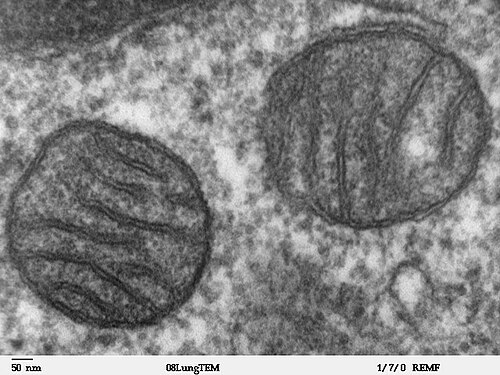 Two mitochondria in a thin section of mammalian lung, cristae resolved as folds of the inner membrane and the double membrane visible at the rim. The scale bar is 50 nm, so the whole frame is about a micrometre across: this is roughly the size the copy beside it is drawn at.