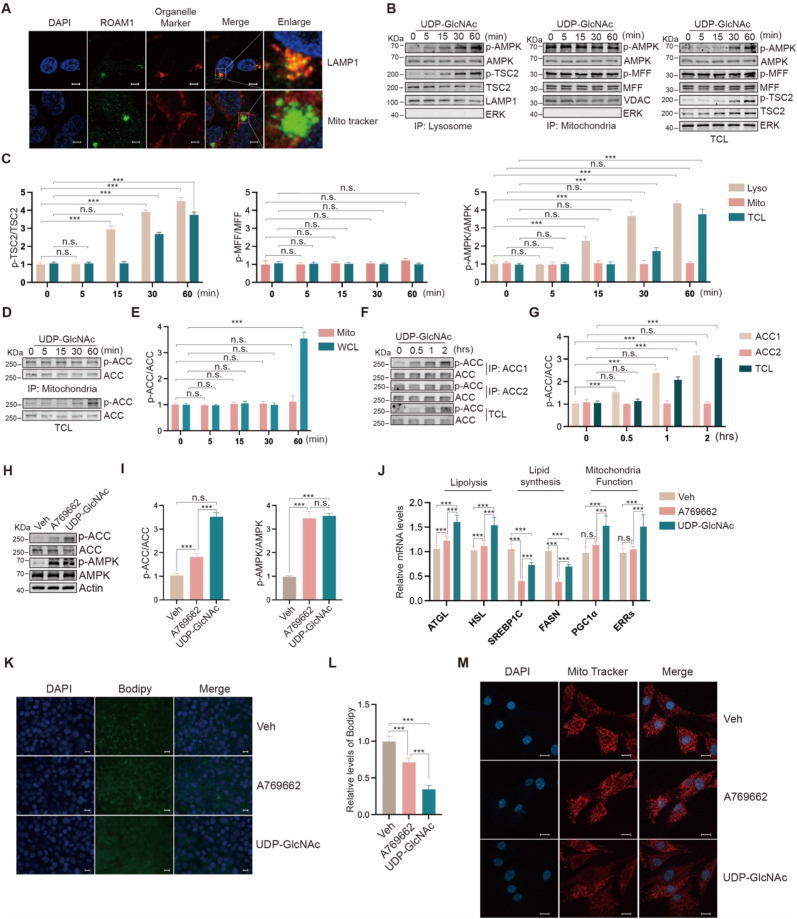 Panel A, row "Mito tracker": DAPI (blue), ROAM1 (green) and MitoTracker (red, labelled "Organelle Marker") in HEK293T cells, showing mitochondrial network staining. Part of a composite figure on ROAM1/AMPK signalling.