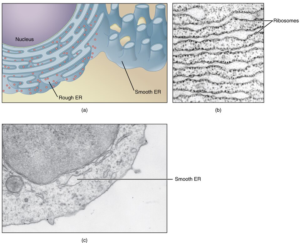 The endoplasmic reticulum: a diagram of sheets continuous with the nuclear envelope, beside a transmission electron micrograph of rough ER studded with ribosomes.