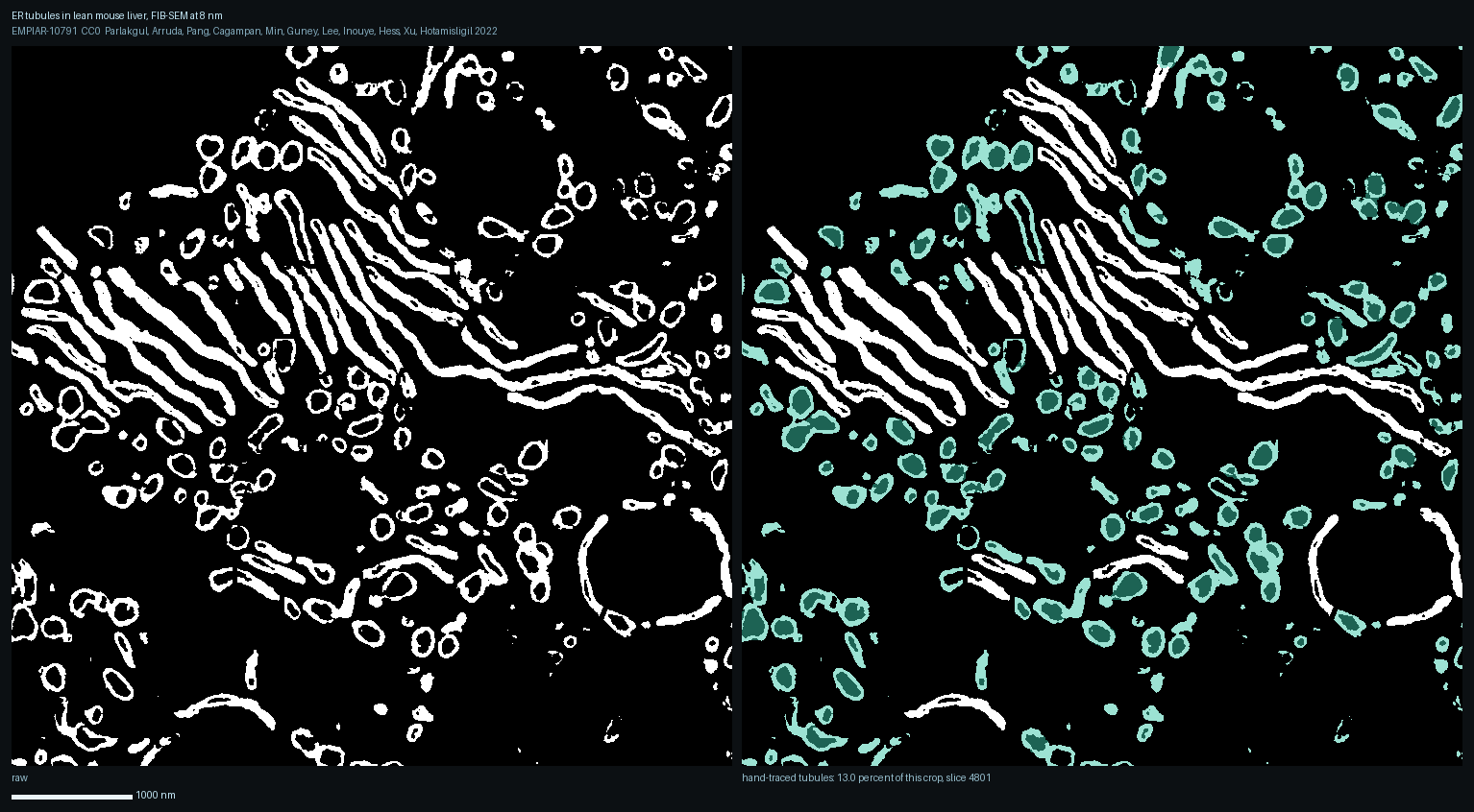 The left panel is the depositors' own "raw" file for this evaluation set and is already a thresholded membrane image, white on black, not greyscale electron microscopy. Two membrane forms are visible in it: long parallel lines, which are sheets cut edge-on, and small round profiles, which are tubules cut across. The tracing on the right marks the tubules and deliberately leaves the sheets unmarked, so the picture shows the distinction this page is built on rather than asserting it. Tubules occupy 13.0 percent of this 6 um crop of lean mouse liver.